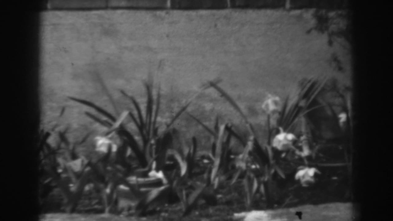 White flowers bloom among long leaves beside a stone wall in 1938 home-movie footage from Winchester, Maryland.