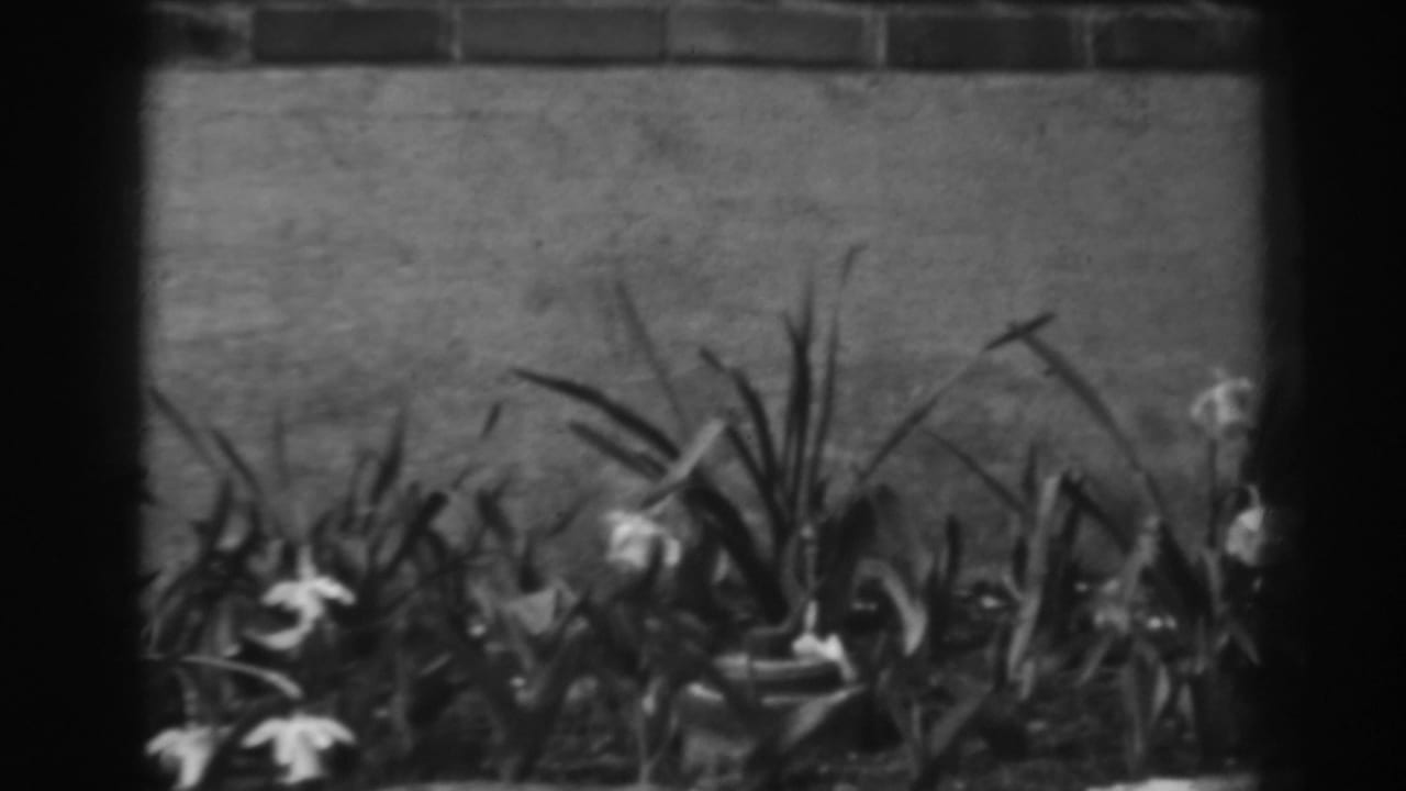 A flower bed with pale blooms and slender leaves appears against a masonry wall in Winchester, Maryland home-movie footage.