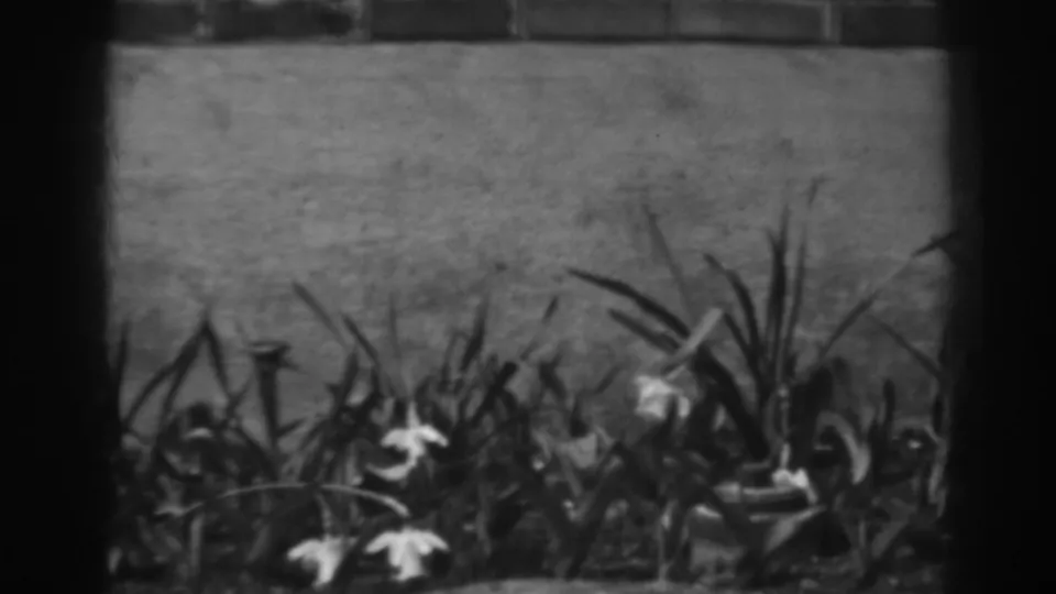 White blossoms and long garden leaves sit below a plain wall in black-and-white 8mm footage from the 1930s.