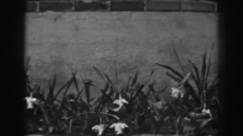 Garden flowers and dense leaves are framed against stone and brickwork in a short 1938 Winchester, Maryland clip.