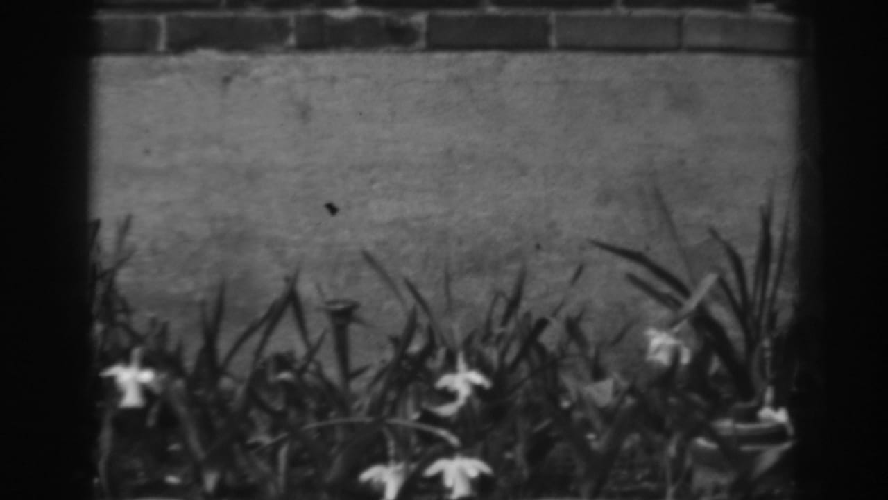White lilies and tall leaves in a garden bed beside a brick wall.