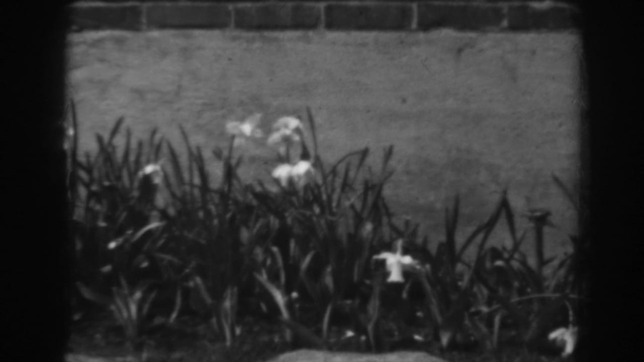 A cluster of white lilies appears above dense leaves against a brick wall in Winchester, Maryland home-movie footage.