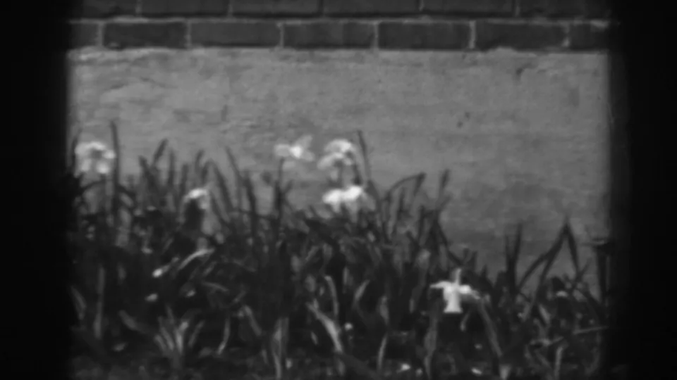 Soft-focus 8mm frame of white lilies and long leaves along a brick-bordered garden in 1938 Winchester, Maryland.