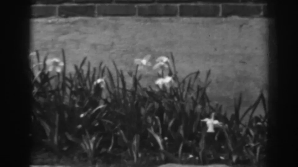 White lilies and tall garden leaves move lightly in front of a brick wall in archival 8mm home-movie footage.