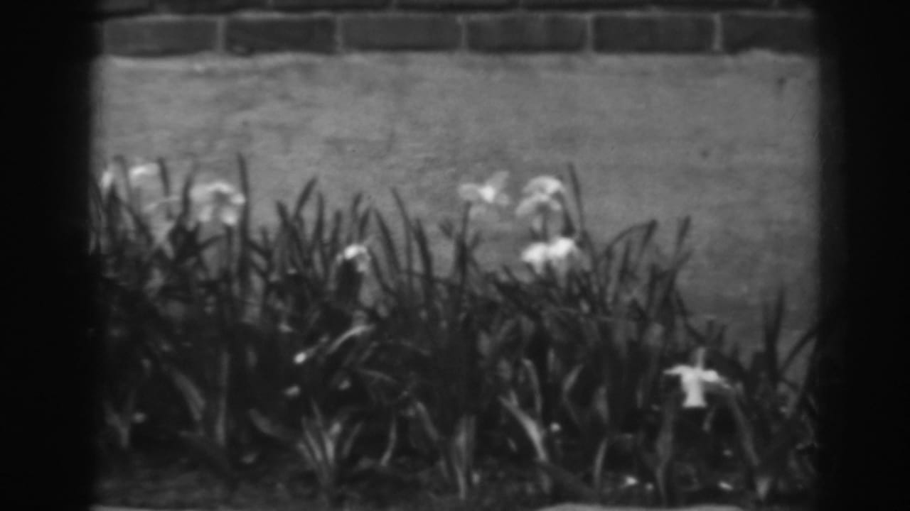 White flowers and tall leaves beside a brick and concrete wall.