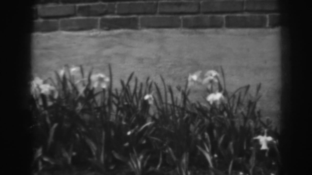 Black-and-white 8mm frame of white blossoms and dense leaves near a masonry wall in Winchester, Maryland, 1938.