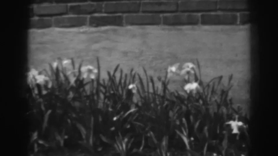 Black-and-white 8mm frame of white blossoms and dense leaves near a masonry wall in Winchester, Maryland, 1938.