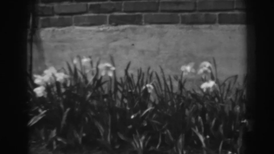1938 home-movie still showing wind-touched white flowers and blade-like leaves along a brick and concrete garden wall.