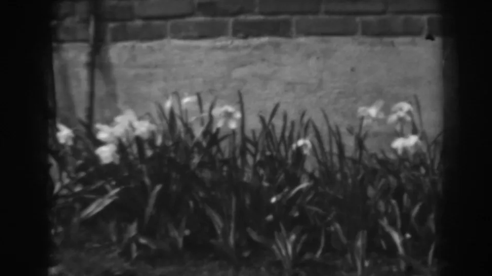 Winchester, Maryland 1938 frame with white garden blossoms, tall leaves, a brick border, and concrete wall surface.