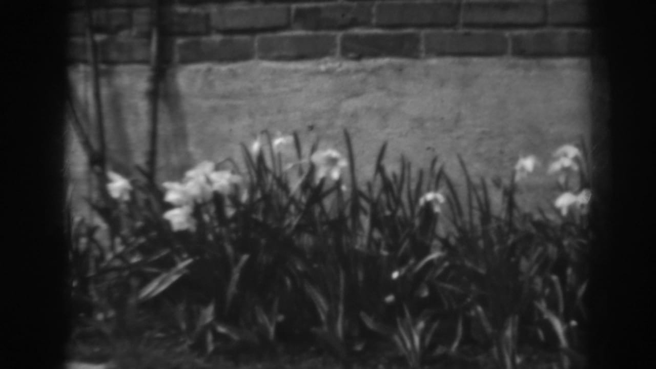 White flowers and leaves beside a brick and cement wall, framed by dark film edges.