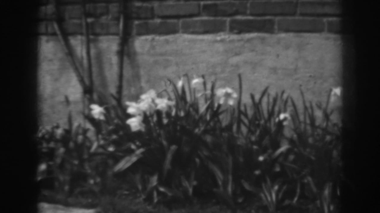 White flowers and tall leaves appear in a Winchester, Maryland garden scene, with brickwork above a cement wall in the background.