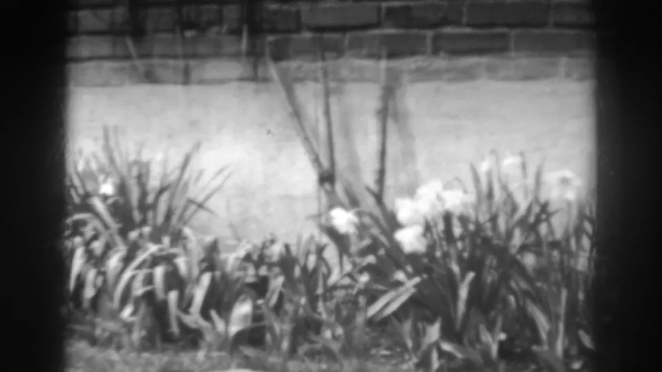 A brighter 8mm frame shows white flowers and leafy plants near a masonry wall in the 1938 Winchester, Maryland home-movie clip.