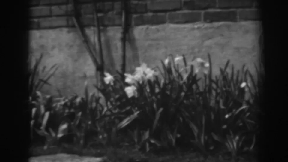 Late frame from the 1938 Winchester, Maryland clip showing wind-moved flowers, dense leaves, thin stems, and a brick-and-cement wall.