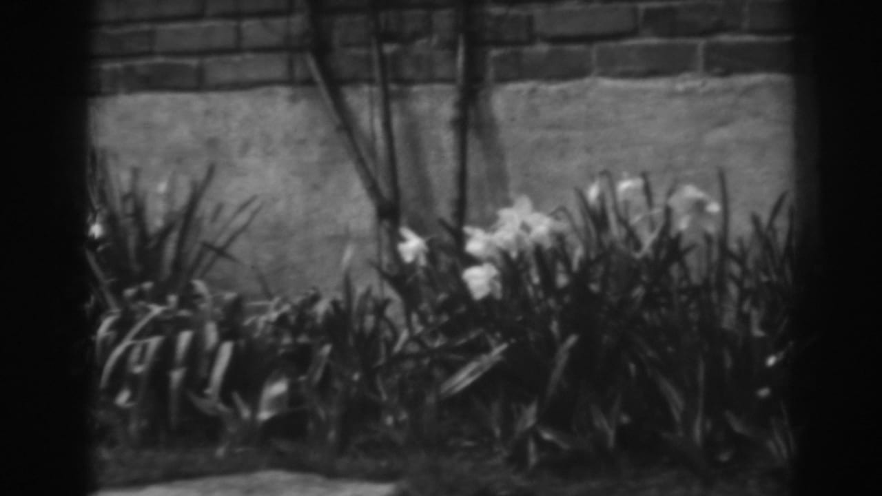 White flowers and tall garden leaves beside a brick and stucco wall.