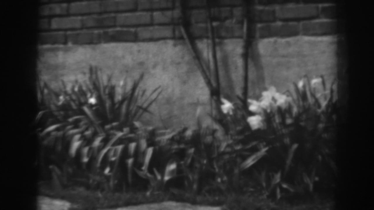 Garden plants and pale flowers framed by dark film edges near a wall.