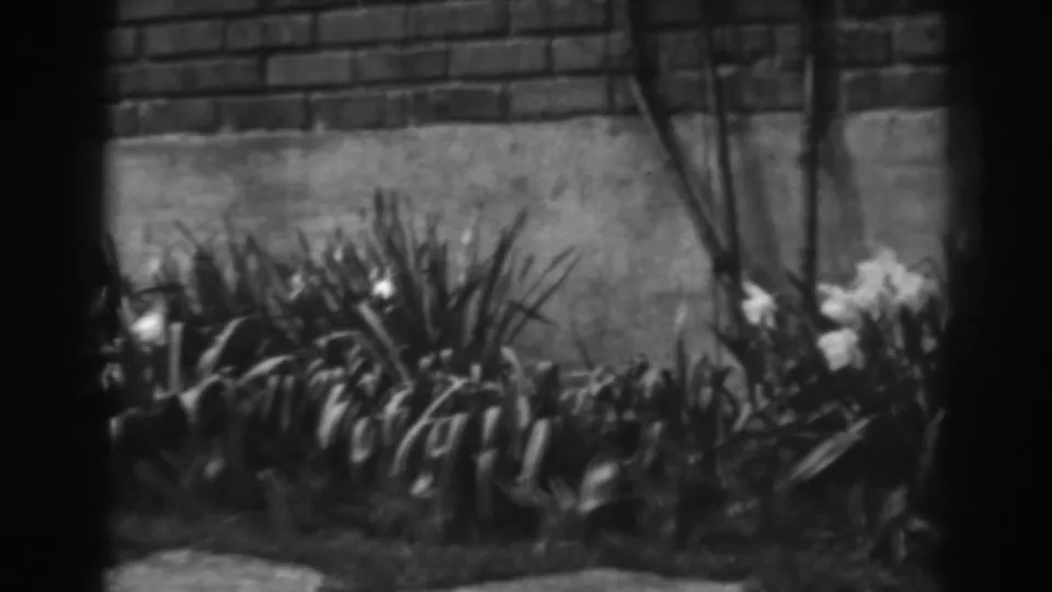 Soft 8mm frame of a dense garden bed with small white blooms below a brick and stucco wall, supported by 1938 Winchester metadata.