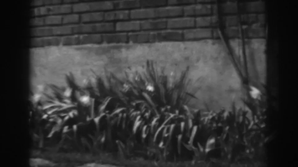 Late-1930s 8mm home-movie frame showing leafy garden growth and white flowers against a residential wall in Winchester, Maryland.