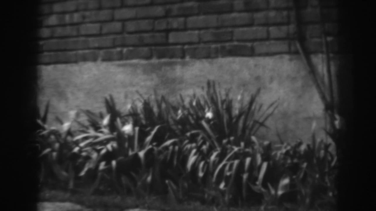 Flowering plants in front of a brick wall and concrete base.