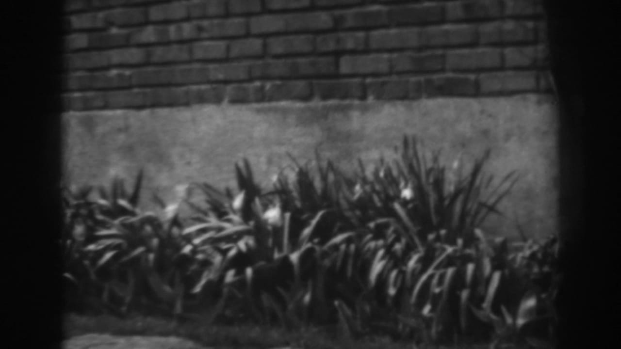 Dense leaves and blossoms along a wall, framed by dark film borders.