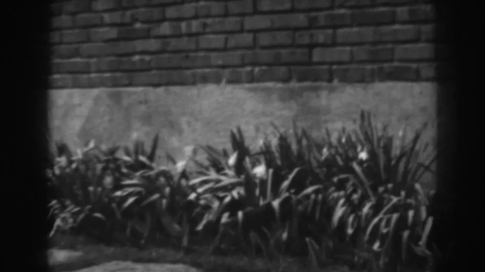 Black-and-white 8mm view of garden leaves in front of a brick wall, filmed in Winchester, Maryland in 1938.