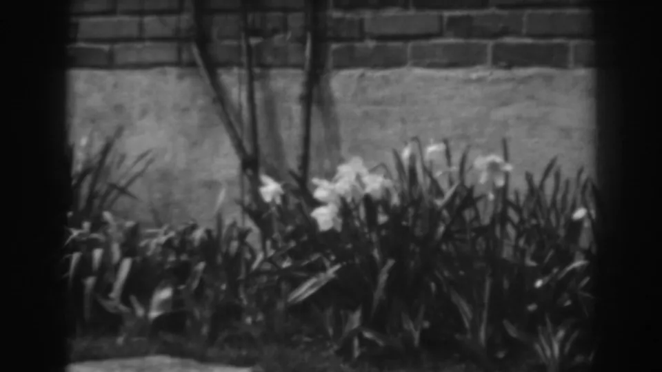 White blossoms, slender stems, and dense leaves appear beside a brick wall in 1938 Winchester, Maryland footage.