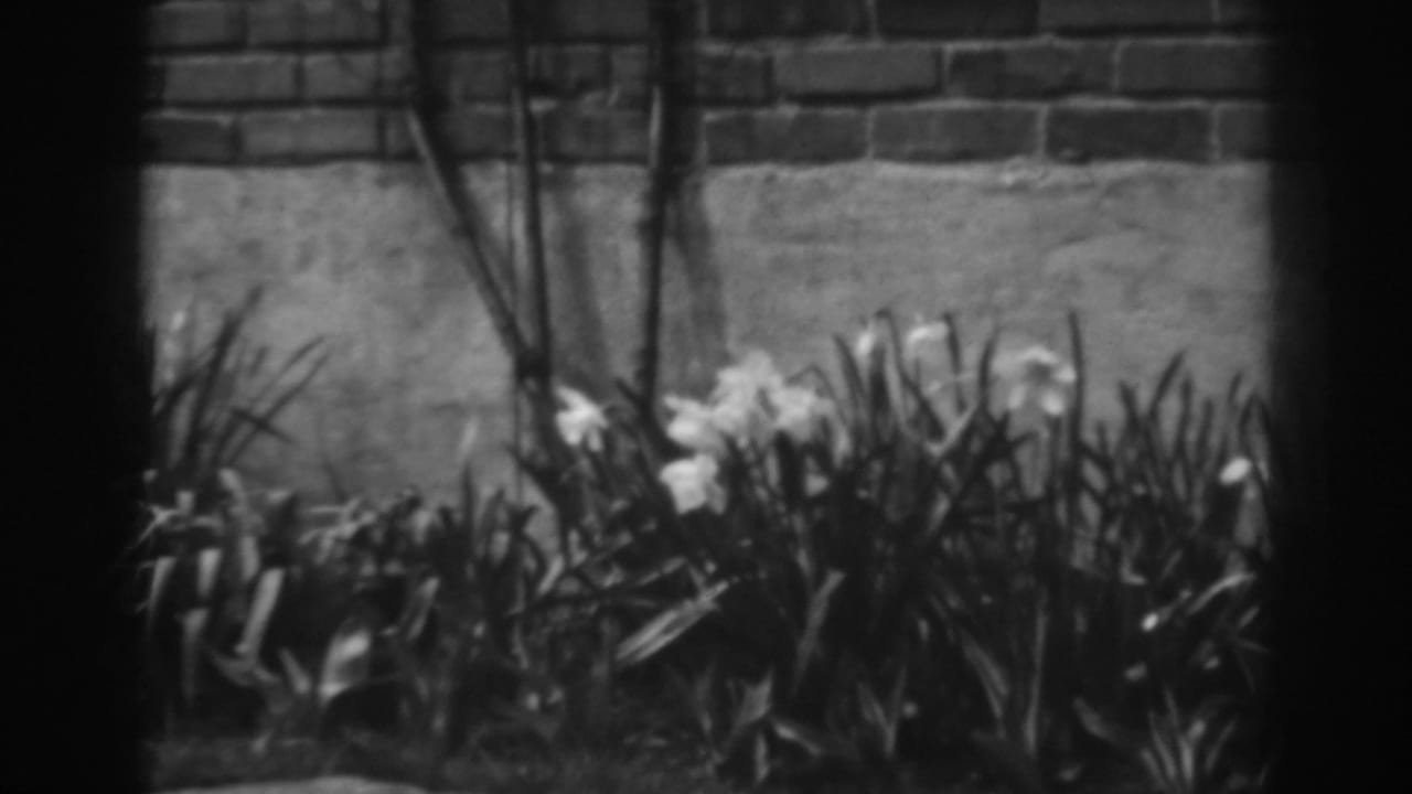 Daffodils and leaves growing beside a brick wall and concrete foundation.