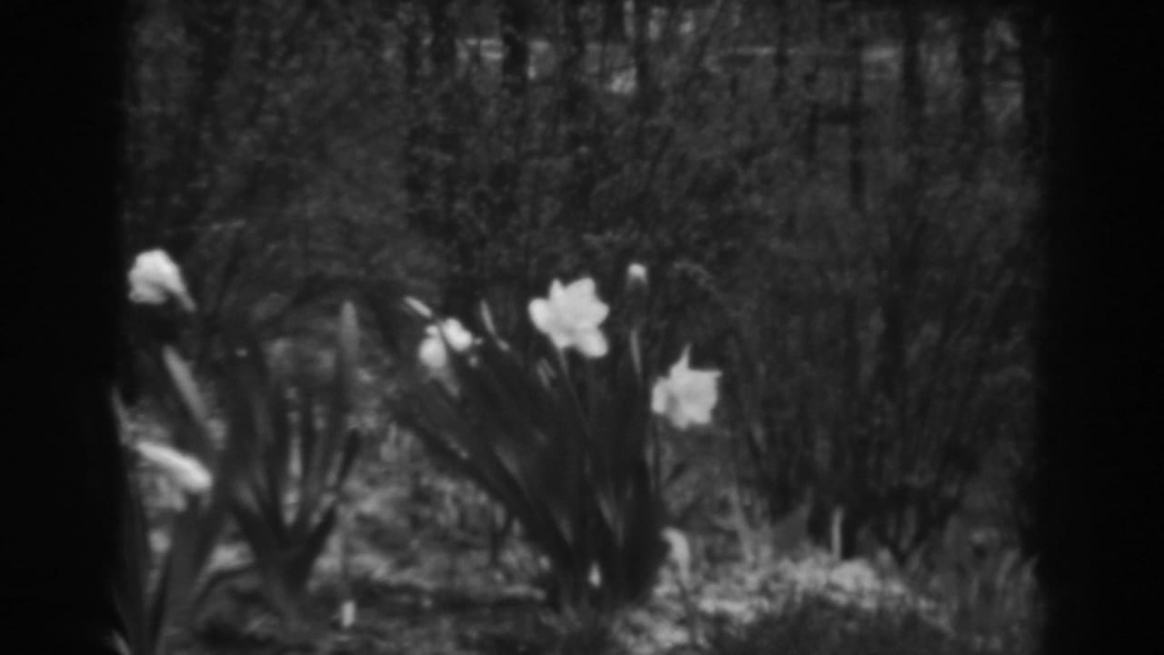 Daffodils stand in a soft-focus garden bed in Winchester, Maryland, from a 1938 8mm home movie.