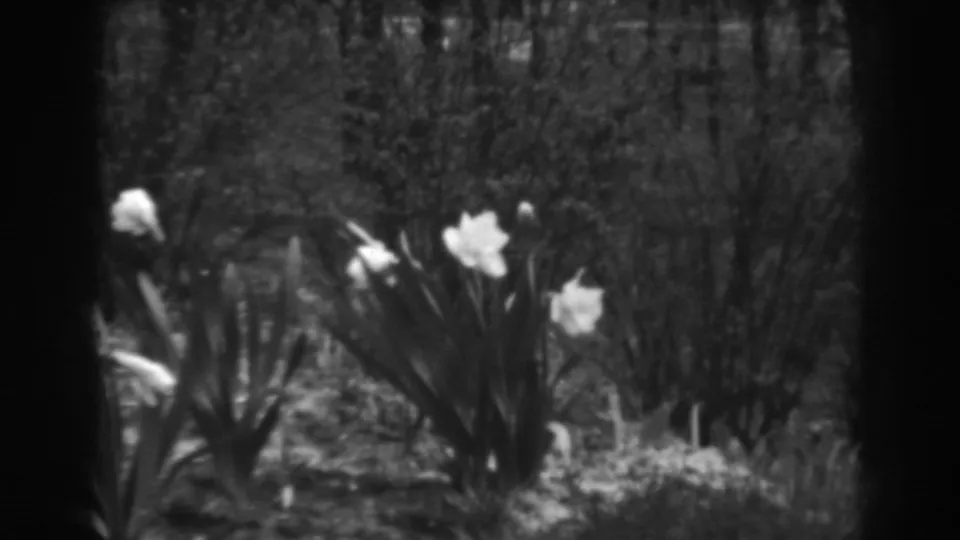 A low garden view shows daffodils and foliage in black-and-white 1938 home-movie footage from Winchester, Maryland.
