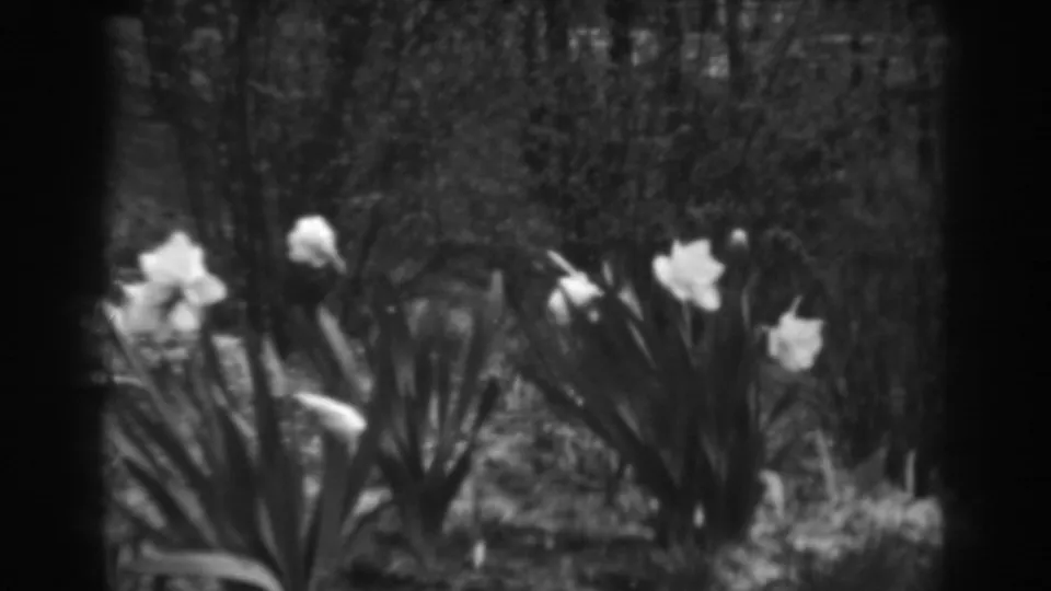 The final frame holds on daffodils and surrounding foliage in a 1938 Winchester, Maryland residential garden scene.