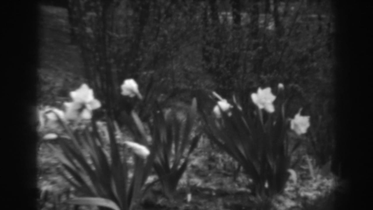 White lilies growing on a wooded slope in black-and-white film.