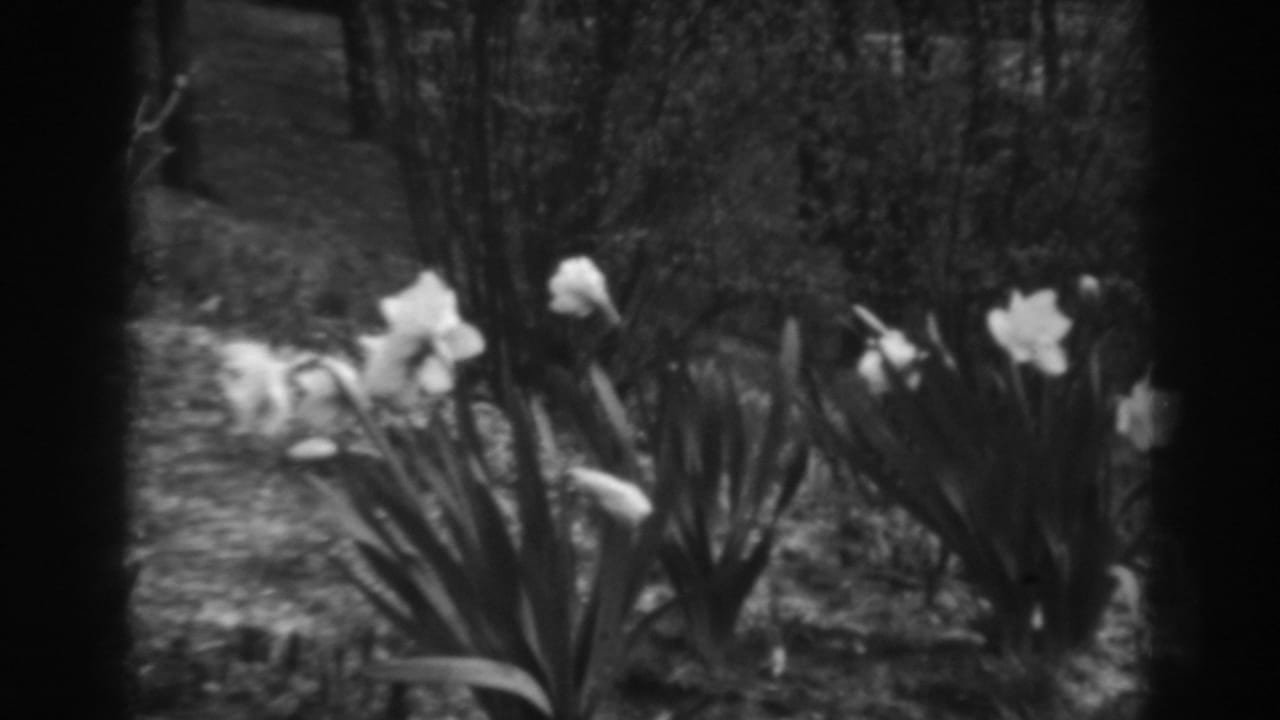 Pale lilies stand in the foreground with dense trees and brush behind them in Winchester, Maryland 8mm footage.