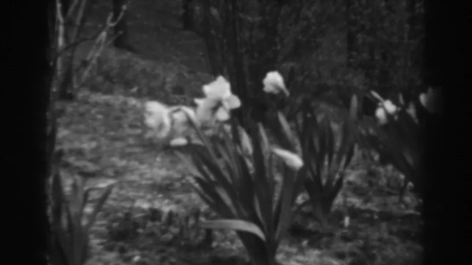 White lily blooms and tall leaves fill the foreground of a sloped wooded garden scene in 1938 8mm footage.