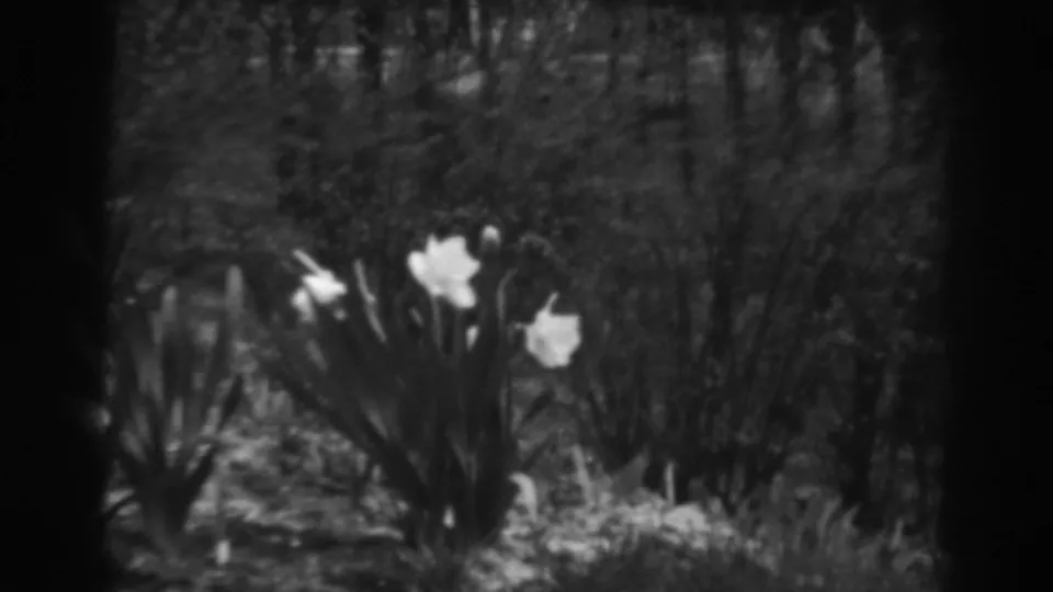 White lilies appear near low brush and tree trunks in shaded Winchester, Maryland home-movie footage from 1938.