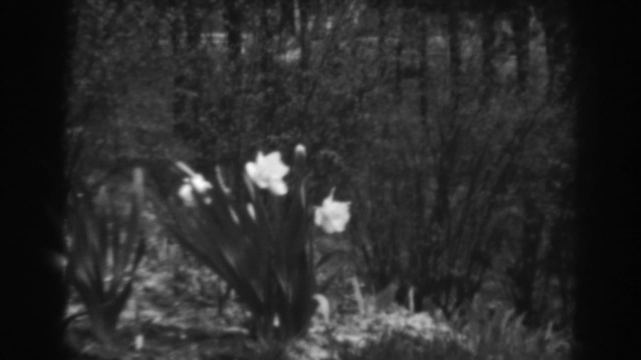 White flowers blooming among dark garden foliage.