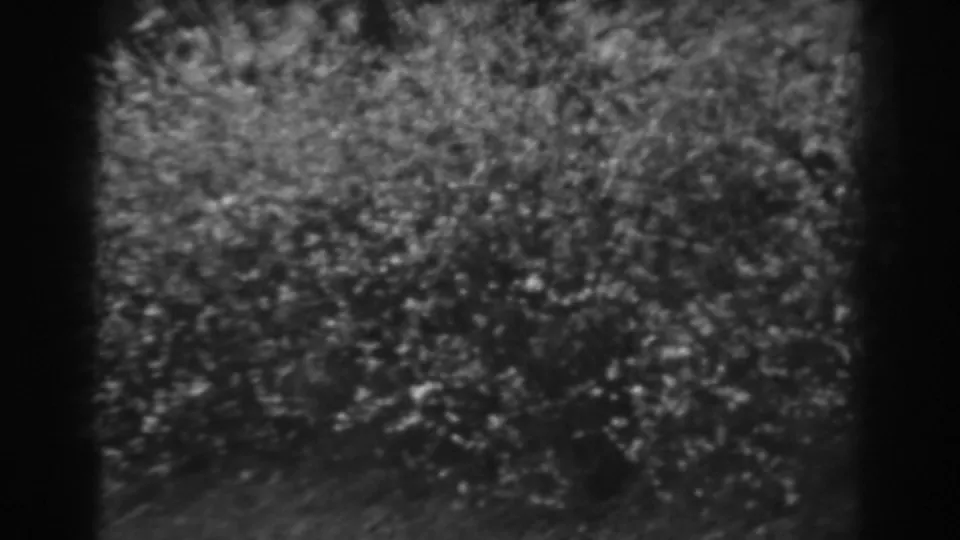 A close home-movie view of dense bright shrubbery or flowering bush, likely from the same 1938 Winchester, Maryland reel.