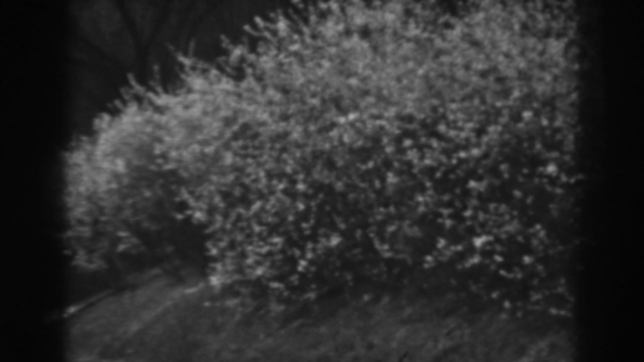 Black-and-white 8mm view of leafy bushes along a Winchester, Maryland street, with grass and trees in the background.
