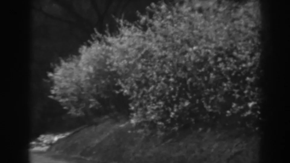 Home-movie frame from Winchester, Maryland showing a large roadside bush, grassy bank, and a small pale object or curbside patch near the street.
