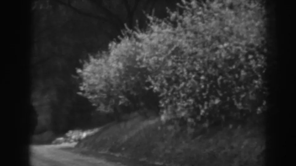 Black-and-white 1938 home-movie frame of dense bushes above a curving street edge in Winchester, Maryland.