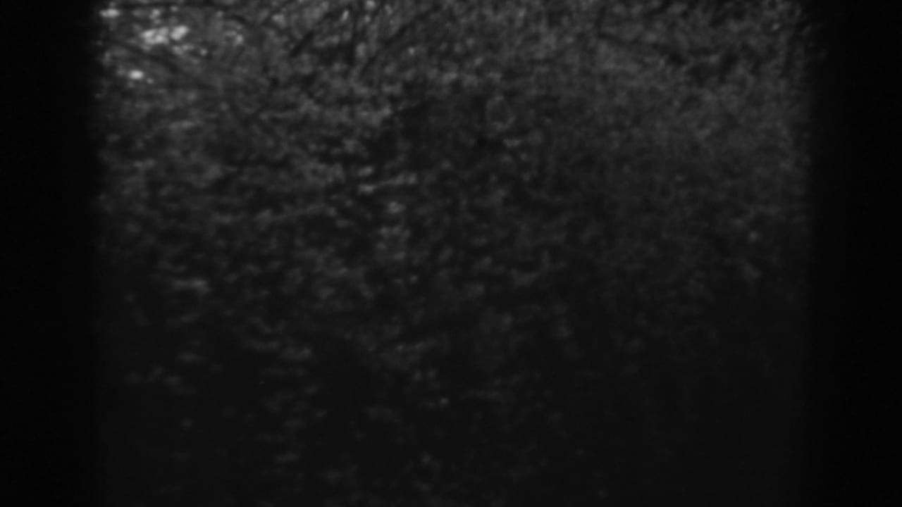 Dark 1938 8mm frame from Winchester, Maryland, showing dense hedge texture and vertical tree trunks in soft focus.