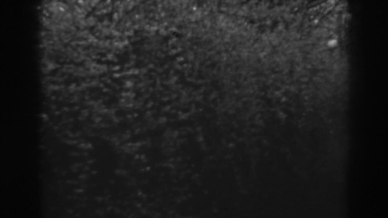 Black-and-white home-movie frame showing a dim hedge or wooded edge in Winchester, Maryland, with heavy grain and dark vertical trunks.