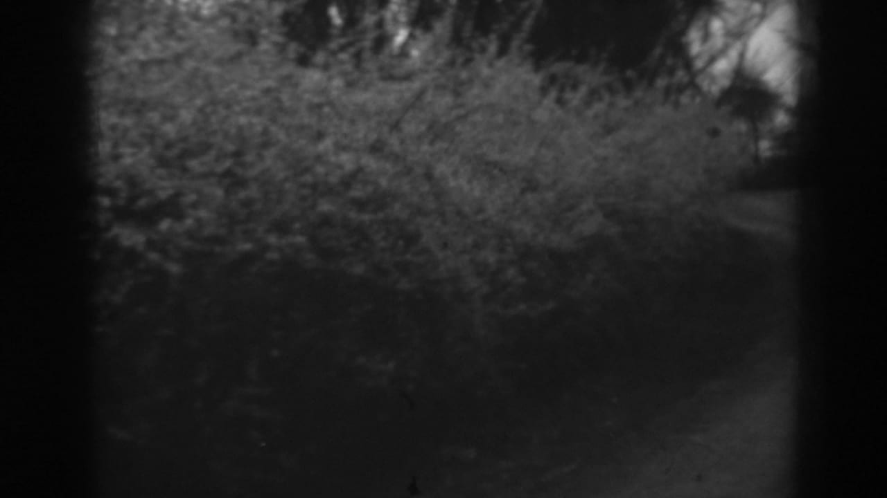 1938 Winchester, Maryland view of a narrow curving dirt path bordered by thick shrubs and trees.