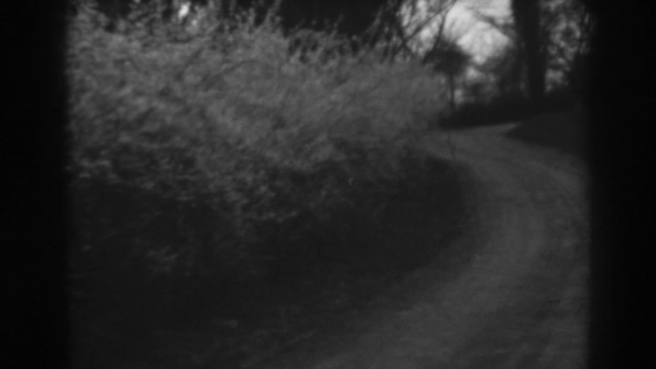 Narrow shaded garden path curving through dense foliage.