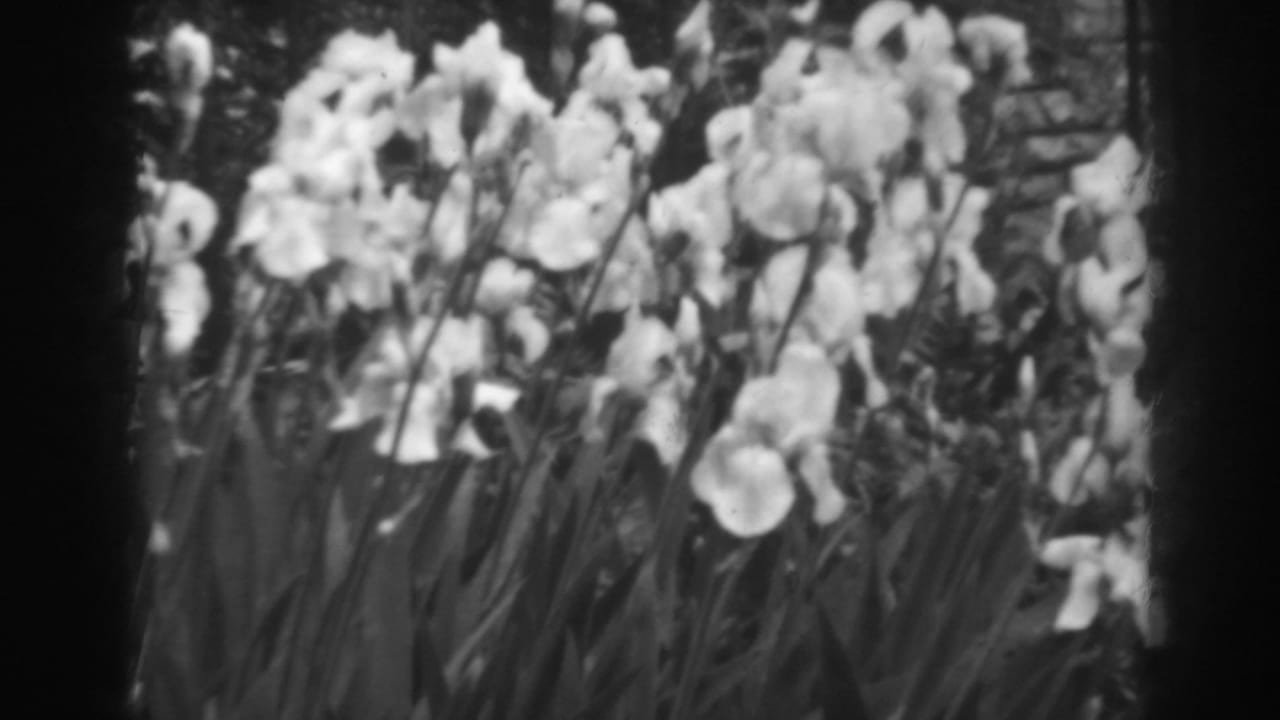 White iris-like flowers filling the frame above tall leaves.