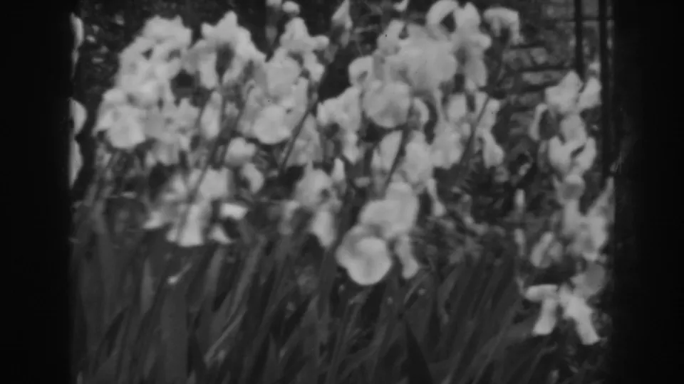 A soft black-and-white close-up shows white garden flowers and upright leaves in the 1938 home movie.