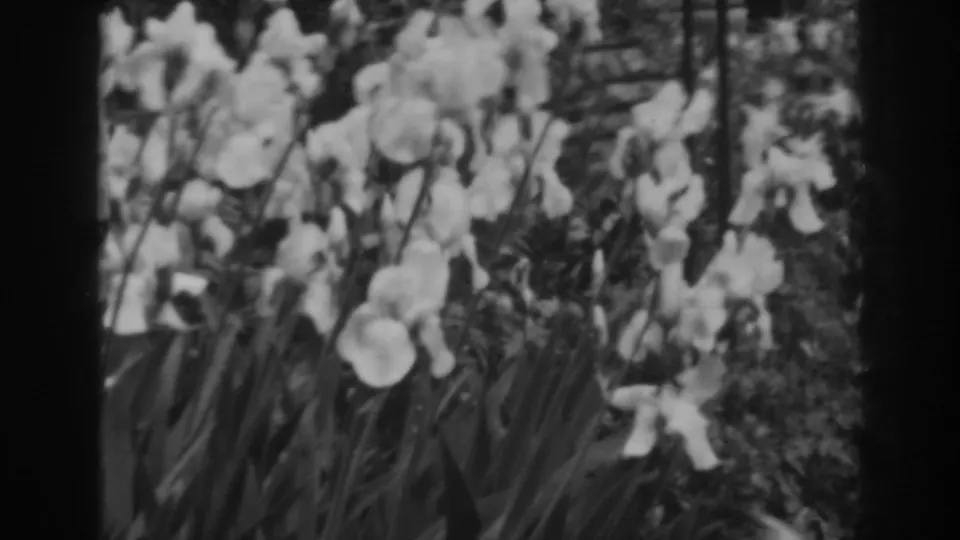 White irises or similar flowers fill the frame, with dark foliage behind them in vintage 8mm footage.