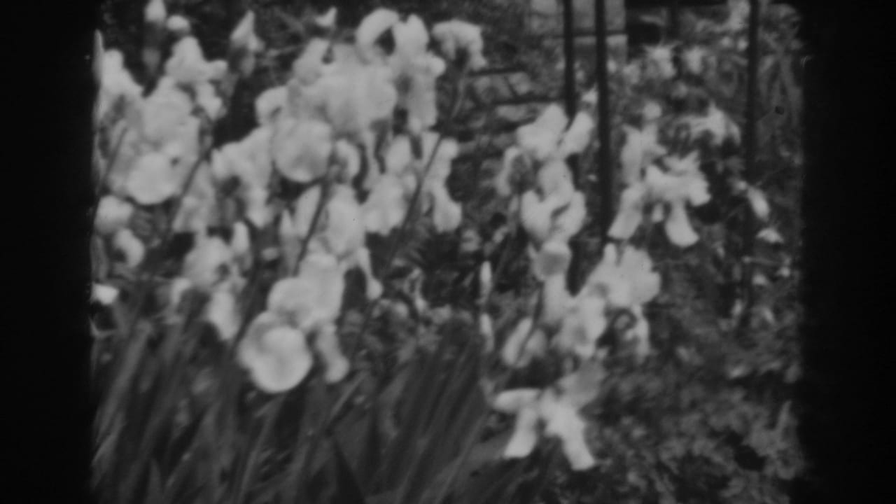 White irises bloom in a Winchester, Maryland garden in 1938 8mm home-movie footage, with leaves and trellis lines behind them.