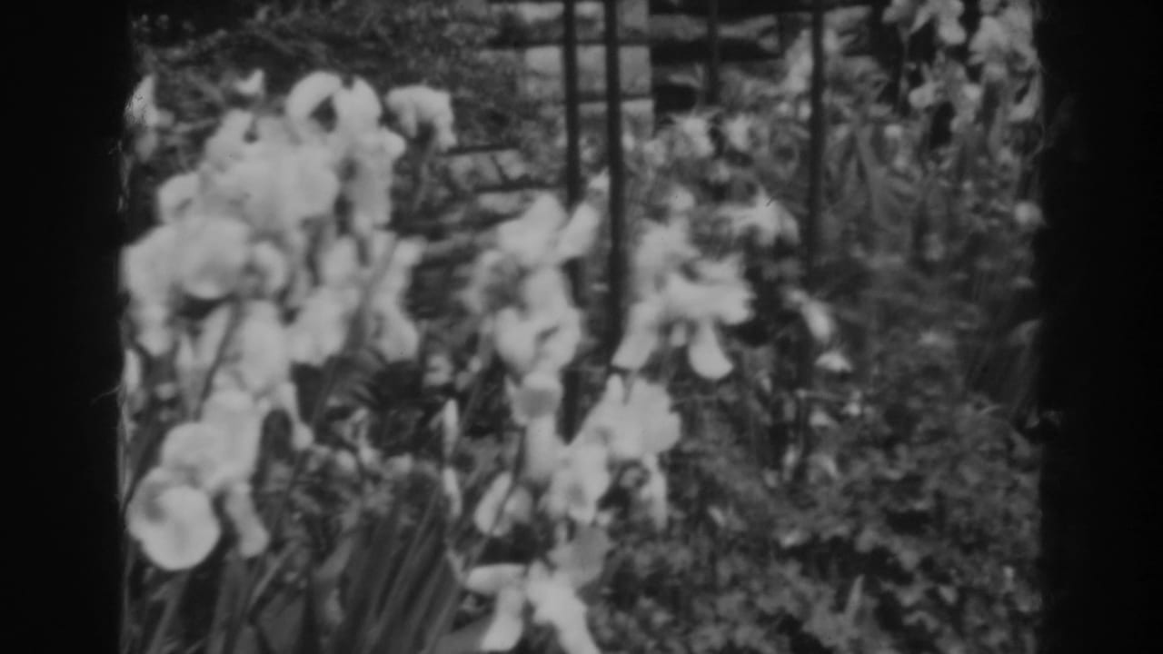 Clustered white flowers, leaves, and dark trellis bars in a garden.