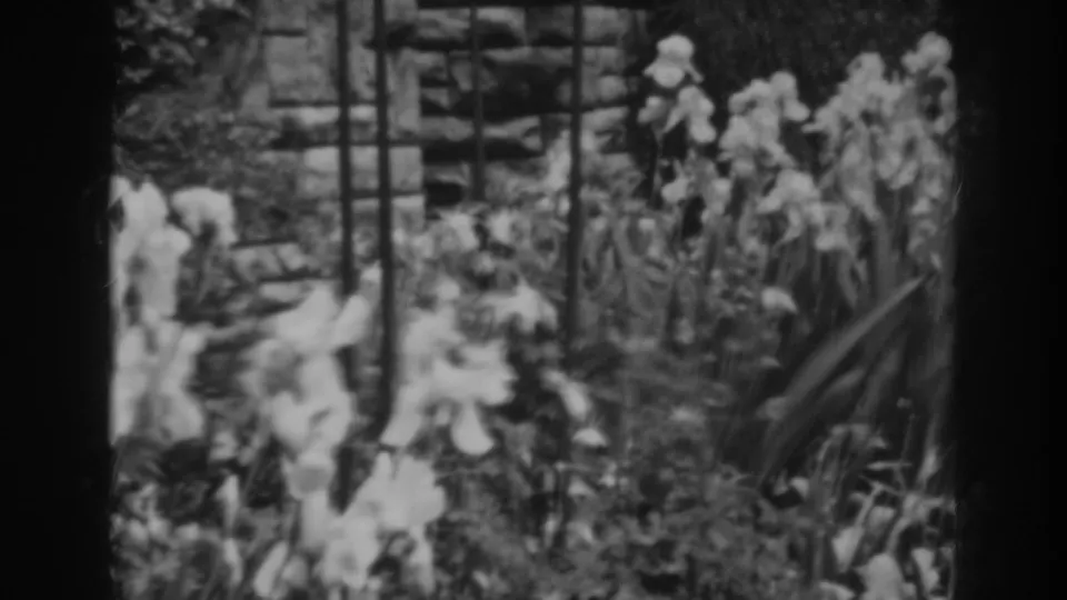 White irises and surrounding foliage appear beside a low stone wall in this Winchester, Maryland 8mm garden shot.