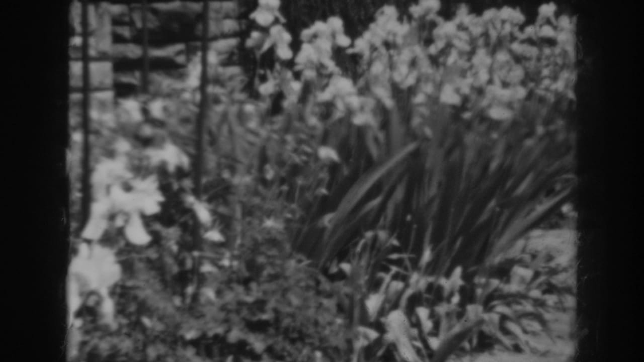 Flowering garden bed beside a stone path and low wall.