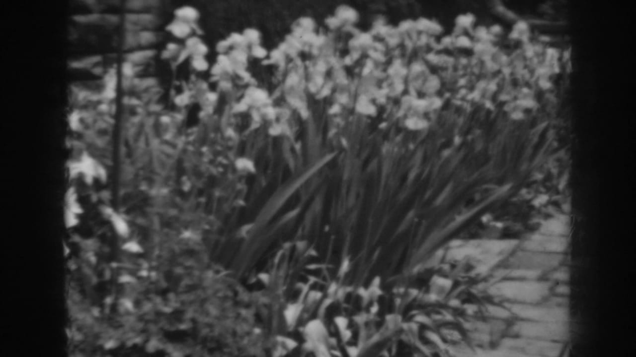 A 1938 garden view in Winchester, Maryland, with iris-like blooms, broad leaves, stone paving, and a low garden wall in soft 8mm focus.